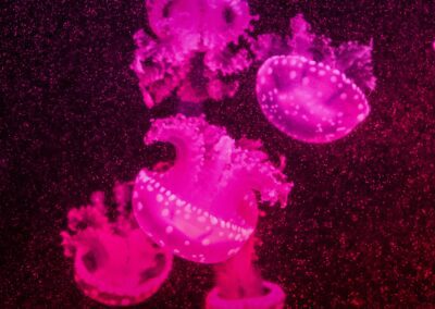 Entrenamiento para la Defensa Oral